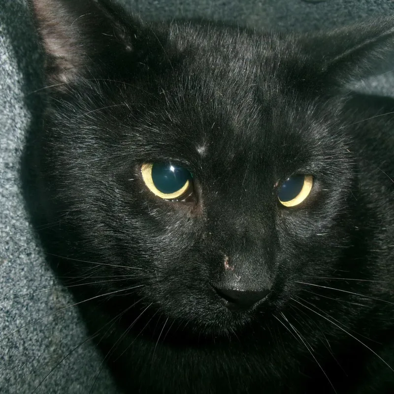 An adult medium-sized male Black Domestic Short Hair cat named Twilight for adoption in Plover, WI