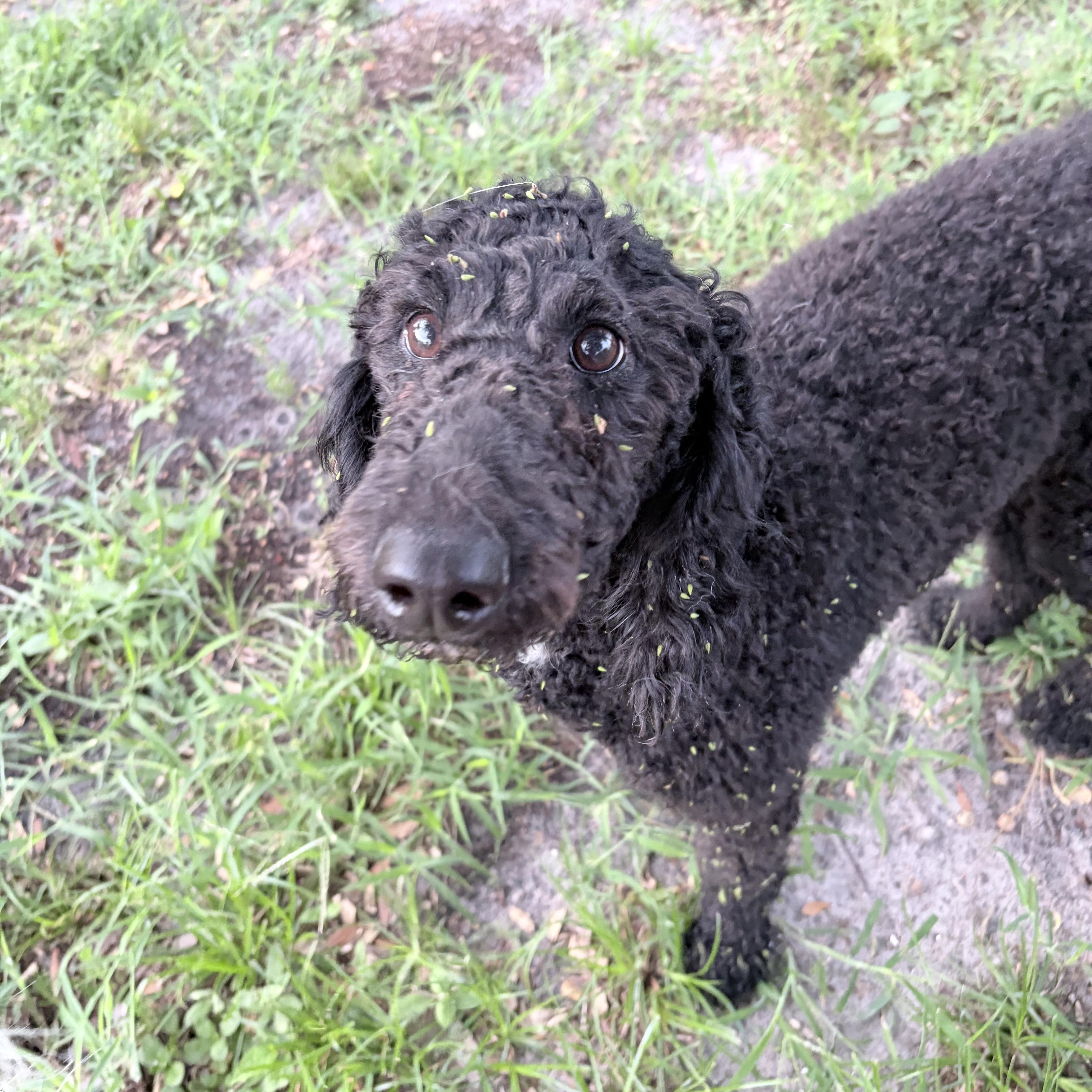 A young medium-sized female Standard Poodle dog named Sofia for adoption in Tampa, FL