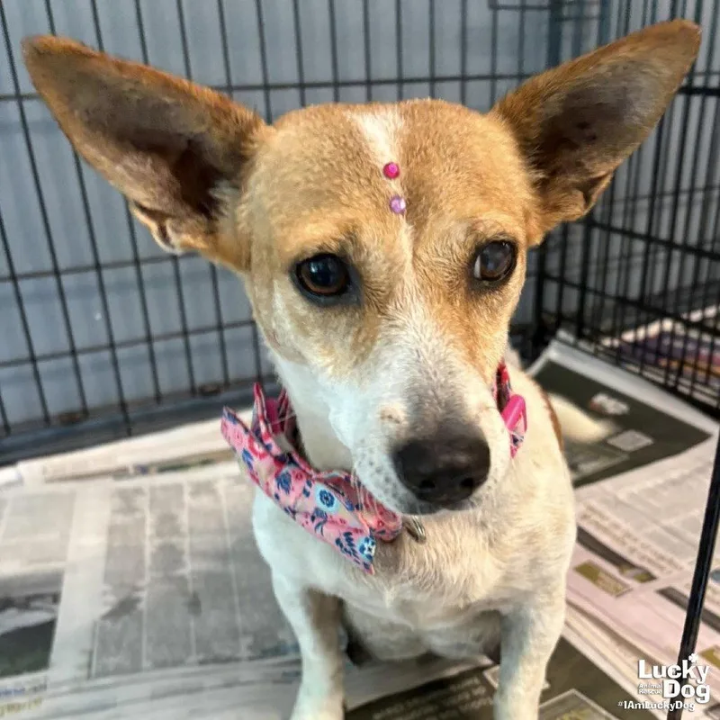 A young small-sized female Rat Terrier dog named Minnie for adoption in Washington, DC