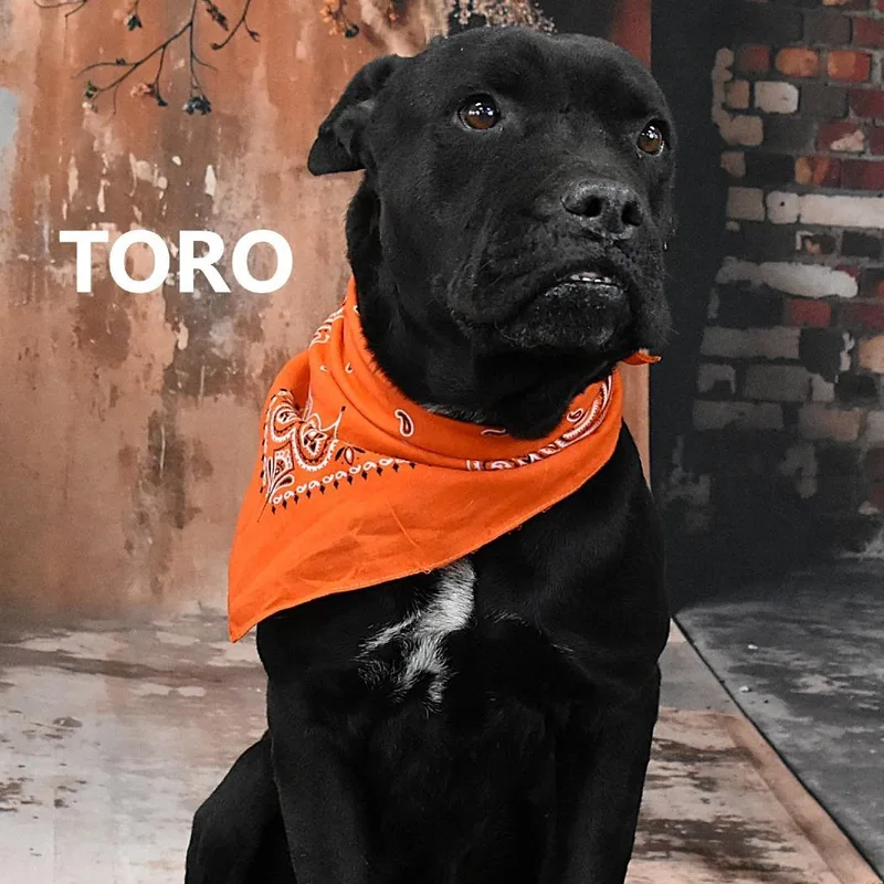 Toro