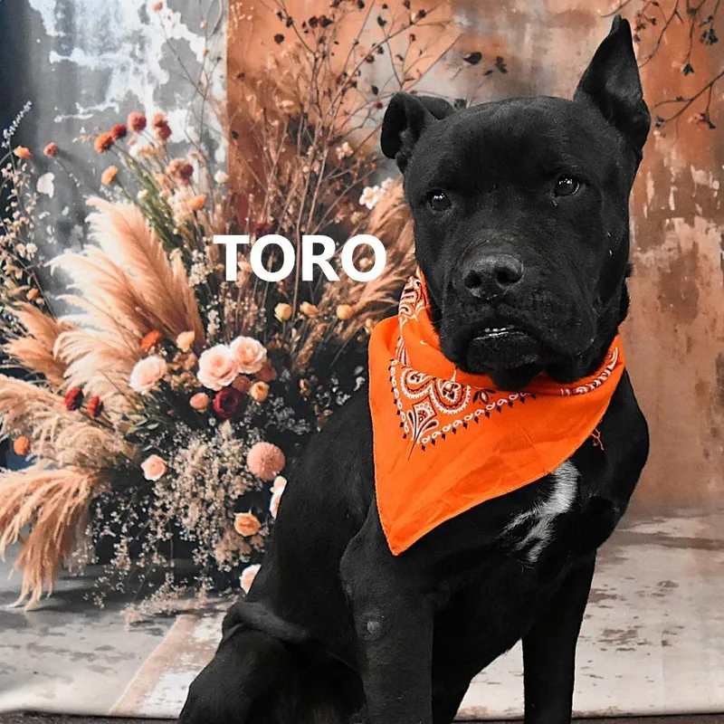 Toro thumbnail 2