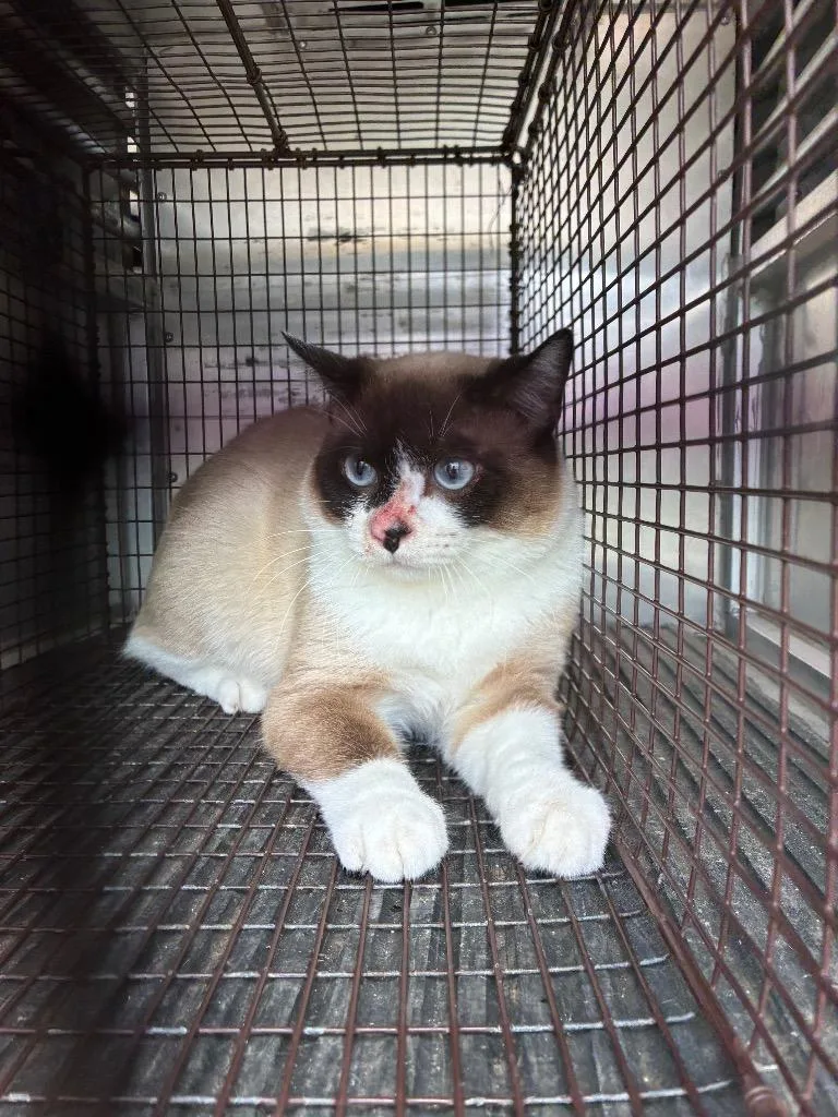 A young medium-sized male Domestic Short Hair cat named Chamomile for adoption in New Braunfels, TX