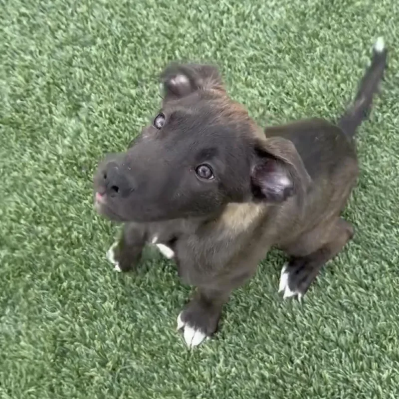 A baby medium-sized male Black Labrador Retriever dog named Justice for adoption in Tacoma, WA