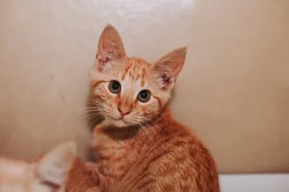A young small-sized female Domestic Short Hair cat named A Orange Slicesdolittle`s West for adoption in North Charleston, SC