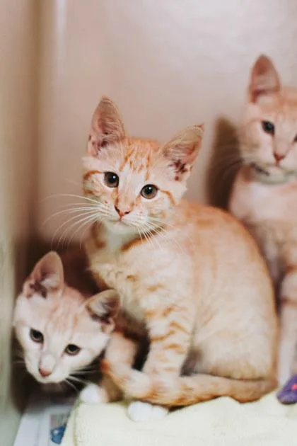 A Orange Slicesdolittle`s West thumbnail 2