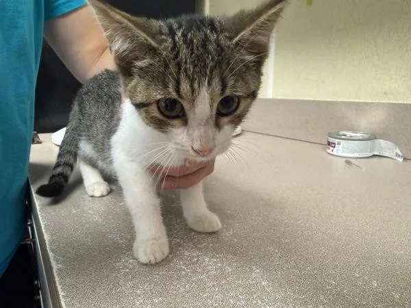 A baby small-sized female Domestic Short Hair cat named Madame Garderobe for adoption in Salisbury, MD