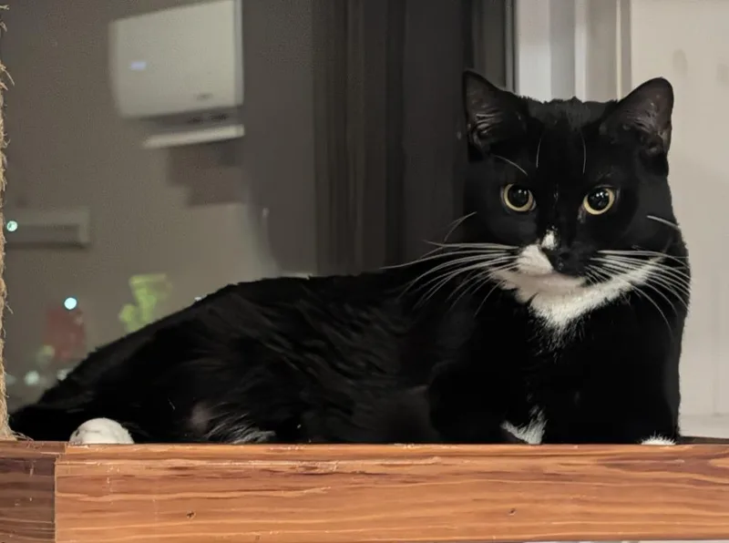 A baby medium-sized female Domestic Short Hair cat named Moopsie for adoption in Grovetown, GA