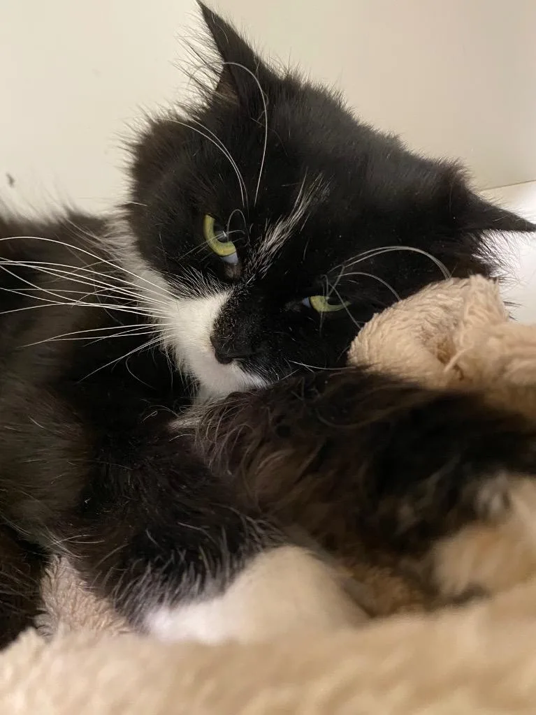 A young medium-sized female Domestic Medium Hair cat named Candy Corn for adoption in Fall River, MA