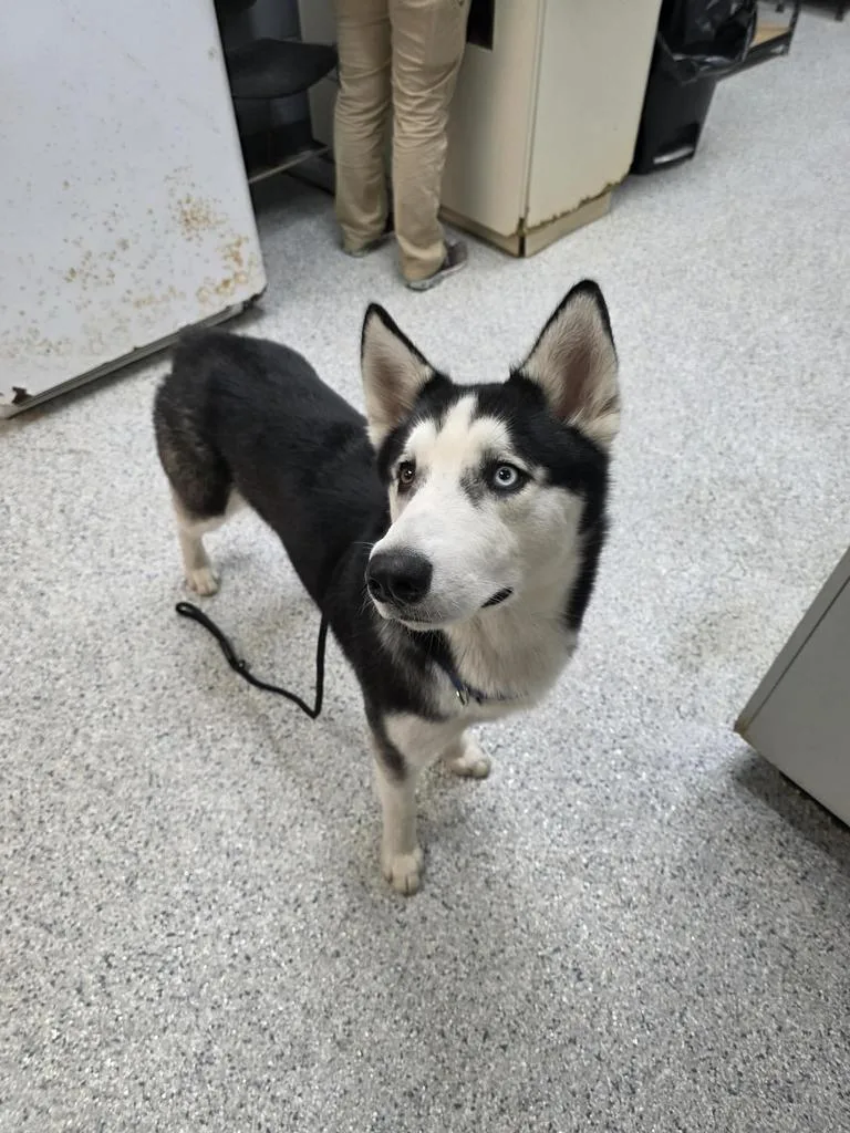 A young large-sized male Siberian Husky dog named Keebo for adoption in Livingston, LA