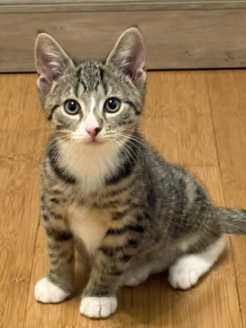 A baby medium-sized male Tabby (Brown / Chocolate) Domestic Short Hair cat named Jalapeno & Cayenne for adoption in Mendham, NJ