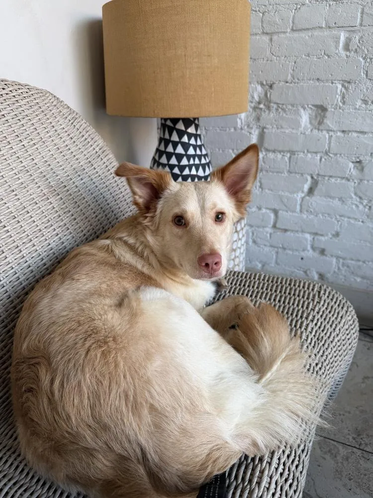 A young medium-sized female Australian Shepherd dog named Dani for adoption in Manhattan, NY