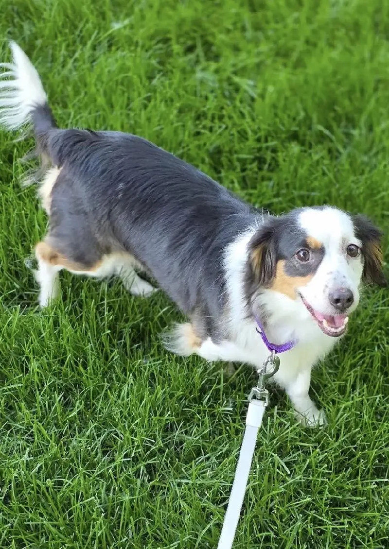 An adult small-sized female Tricolor (Brown, Black, & White) Dachshund (Long Haired) dog named Daphne for adoption in Orland Park, IL
