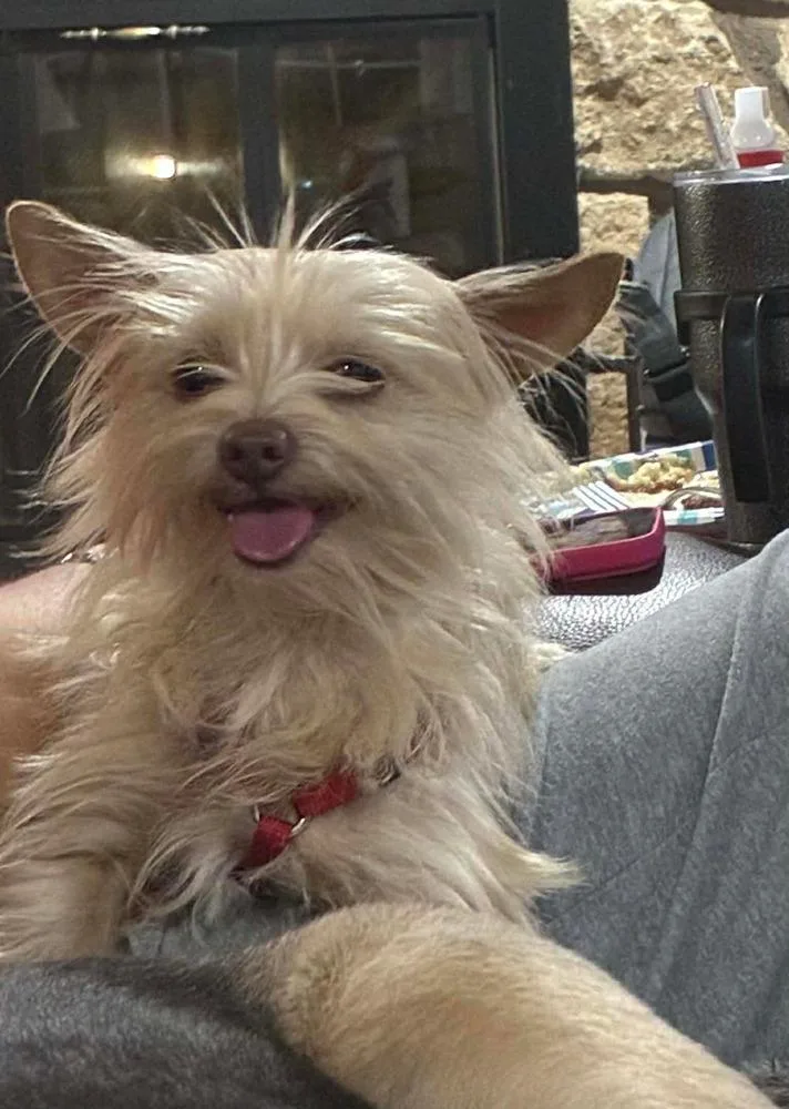 A young small-sized male White / Cream West Highland White Terrier / Westie dog named Little Bit for adoption in Shawnee, OK
