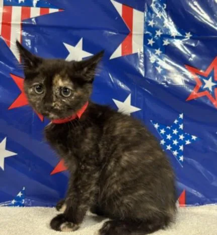A baby small-sized female Domestic Short Hair cat named Cassie for adoption in San Pedro, CA