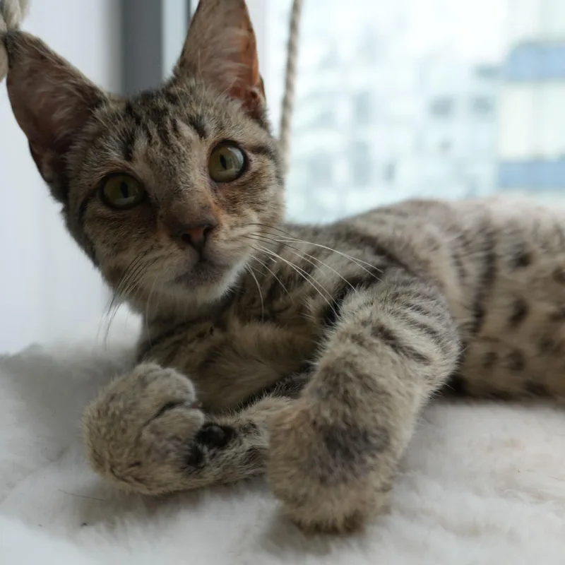 A baby small-sized female Tabby (Buff / Tan / Fawn) Domestic Short Hair cat named Guava for adoption in Long Island City, NY