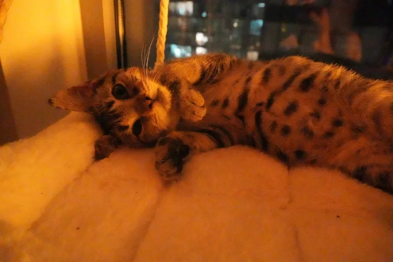 Guava thumbnail 2