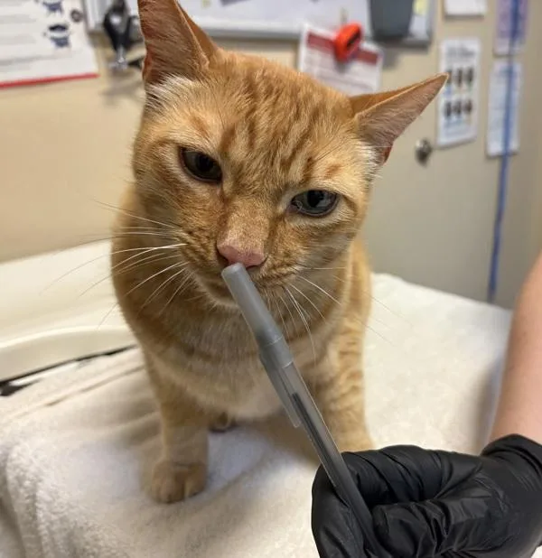 An adult small-sized male Domestic Short Hair cat named Thor for adoption in Oceanside, CA