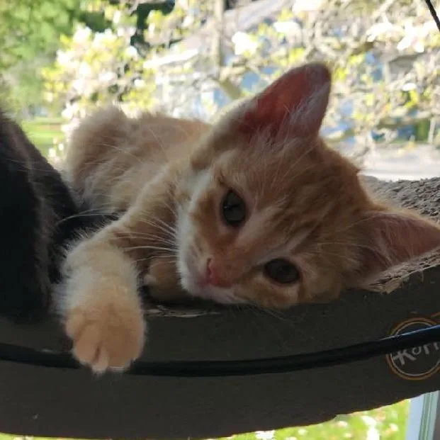 A baby small-sized female Orange / Red Domestic Short Hair cat named Sunflower for adoption in Tawas City, MI