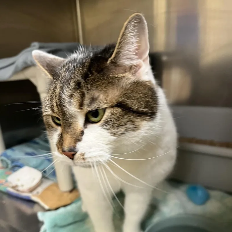 An adult large-sized male Buff / Tan / Fawn Domestic Short Hair cat named Elvis Purrsley for adoption in Bedford, NH