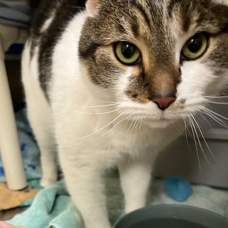 Elvis Purrsley thumbnail 2