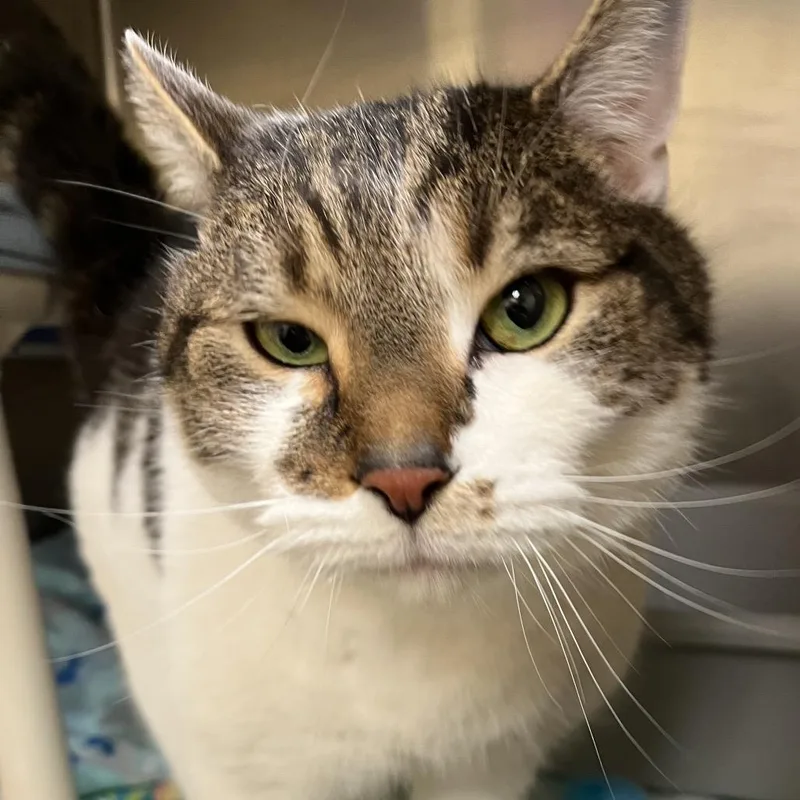 Elvis Purrsley thumbnail 3