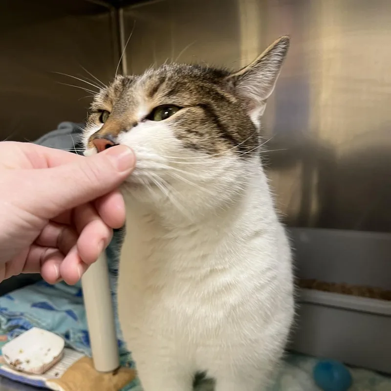 Elvis Purrsley thumbnail 4