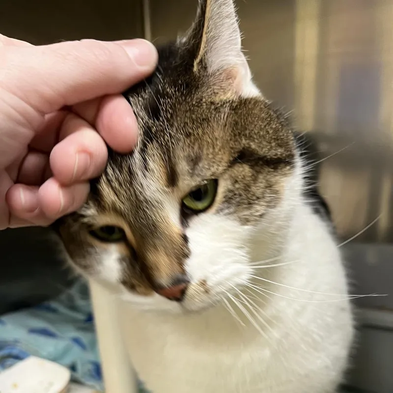 Elvis Purrsley thumbnail 5