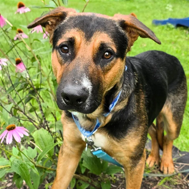 An adult large-sized male Black Mixed Breed dog named Jester for adoption in Owosso, MI