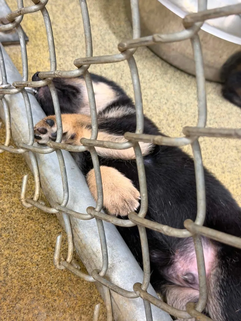 A baby large-sized male German Shepherd Dog dog named Hamilton for adoption in East Haddam, CT