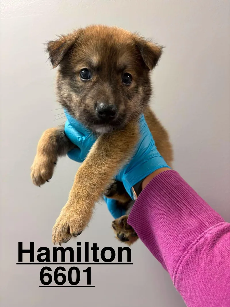 Hamilton thumbnail 2