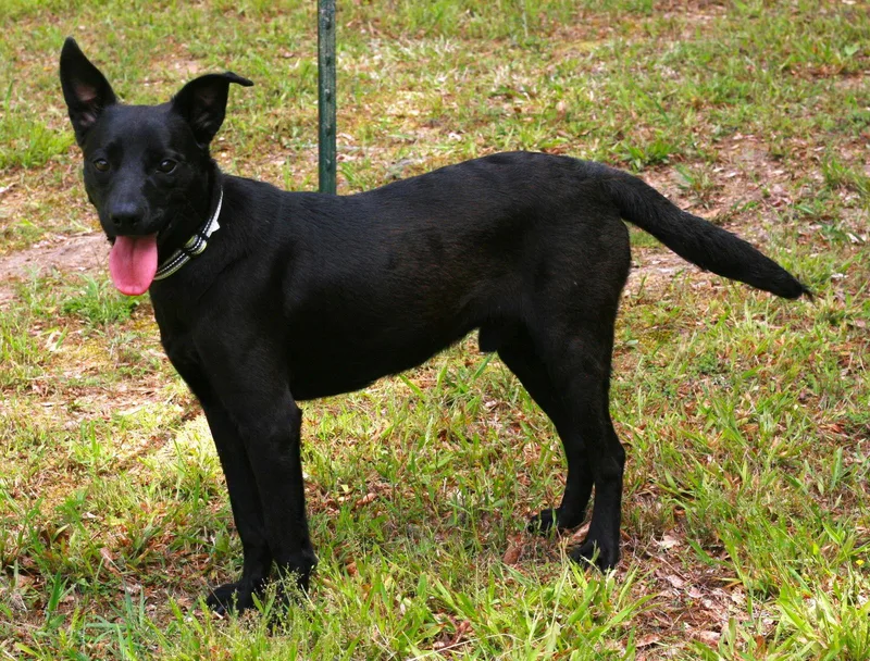 An adult medium-sized male Australian Kelpie dog named Onxy for adoption in Attalla, AL