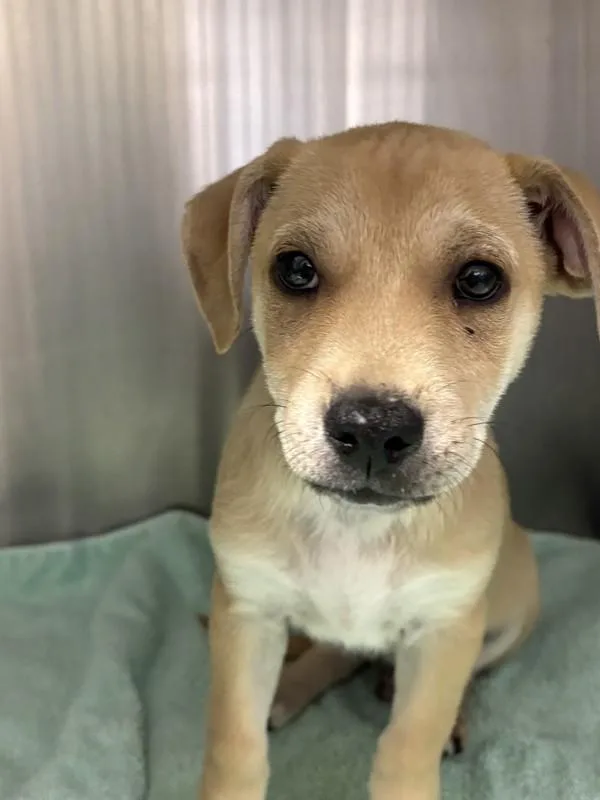 A baby medium-sized male Terrier dog named Bass for adoption in Escondido, CA