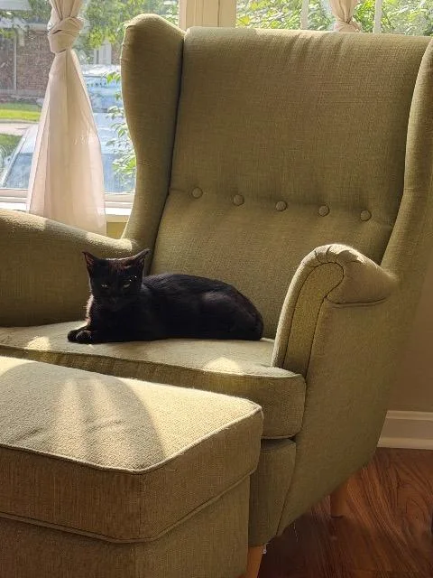 An adult medium-sized female Domestic Short Hair cat named English Ivy for adoption in Cincinnati, OH