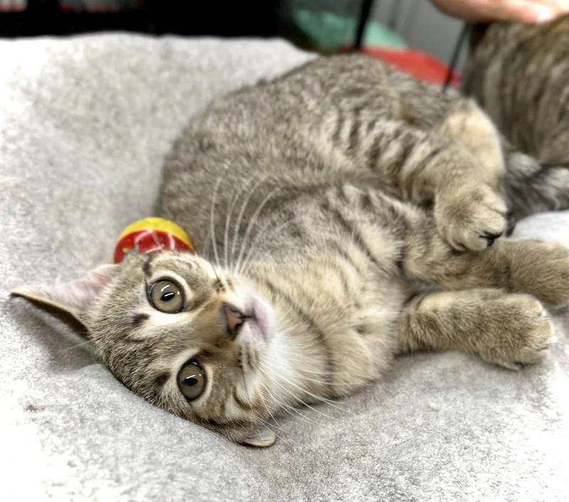 A baby medium-sized female Domestic Short Hair cat named Ananas Melon for adoption in Estherville, IA