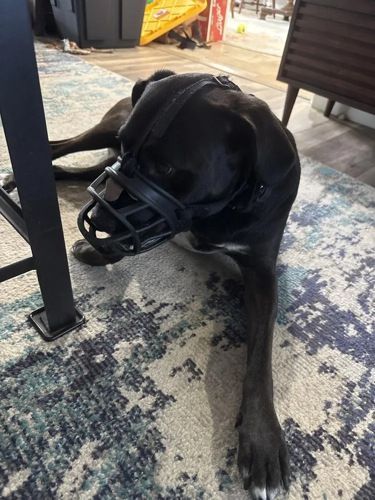 An adult large-sized female Black Labrador Retriever dog named Pepper for adoption in Orlando, FL