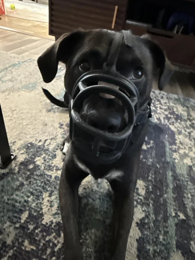 Pepper thumbnail 2