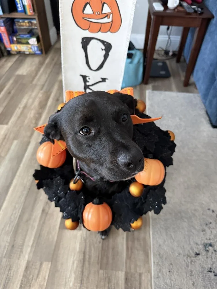 Pepper thumbnail 3