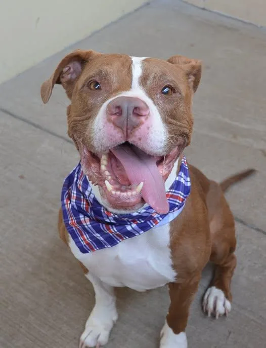 A senior large-sized male Pit Bull Terrier dog named Titan for adoption in McKinney, TX