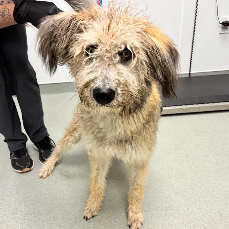 A young medium-sized female White / Cream Poodle dog named Fuzzy Lady for adoption in Abilene, TX