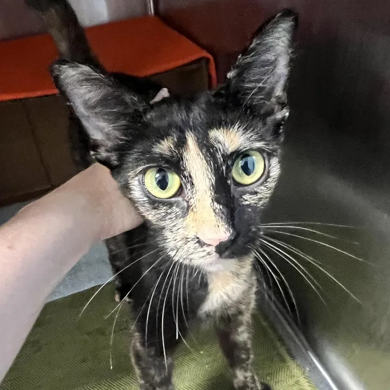 A young medium-sized female Tortoiseshell Domestic Short Hair cat named Rue for adoption in Oneonta, NY