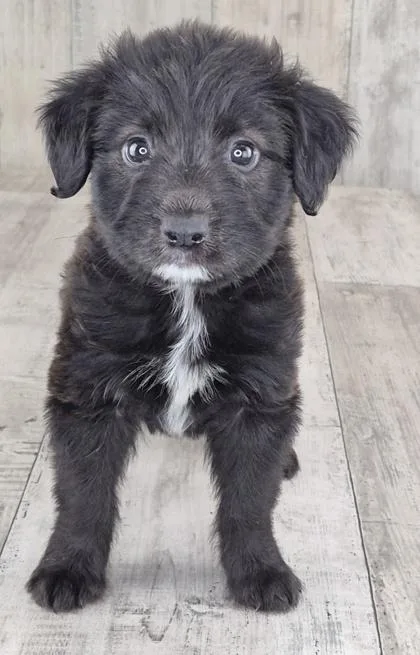 Puck