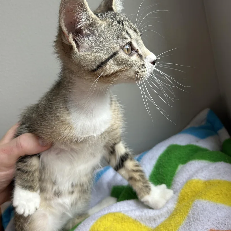 A baby small-sized male Domestic Short Hair cat named Reese for adoption in Seward, NE