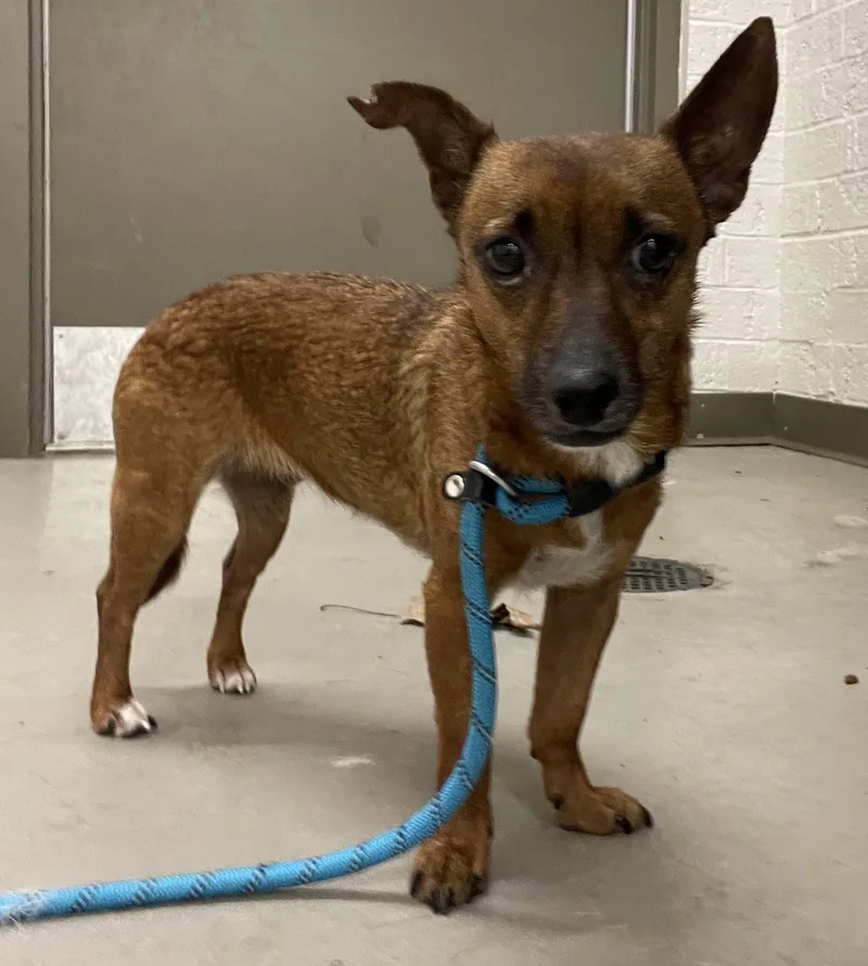 An adult small-sized female Chihuahua dog named Taco Hold for adoption in Canton, OH