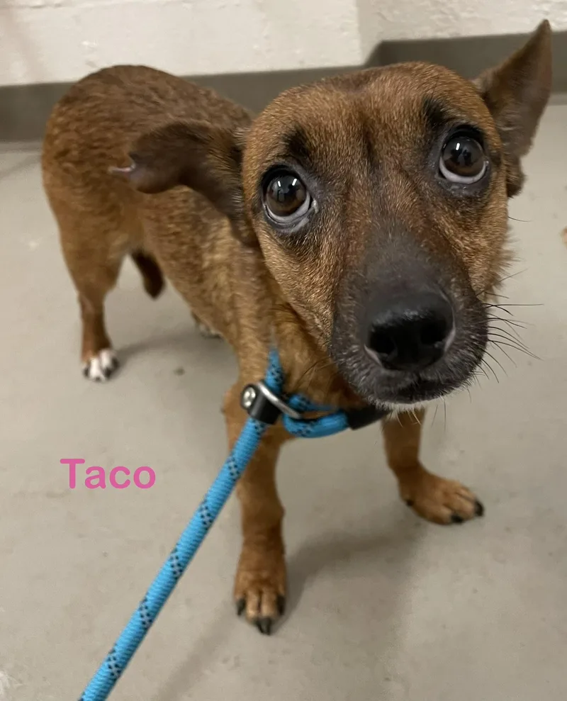 Taco Hold thumbnail 2