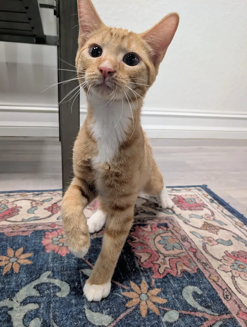 A baby medium-sized male Tabby (Orange / Red) Domestic Short Hair cat named Arlo for adoption in Palm Harbor, FL