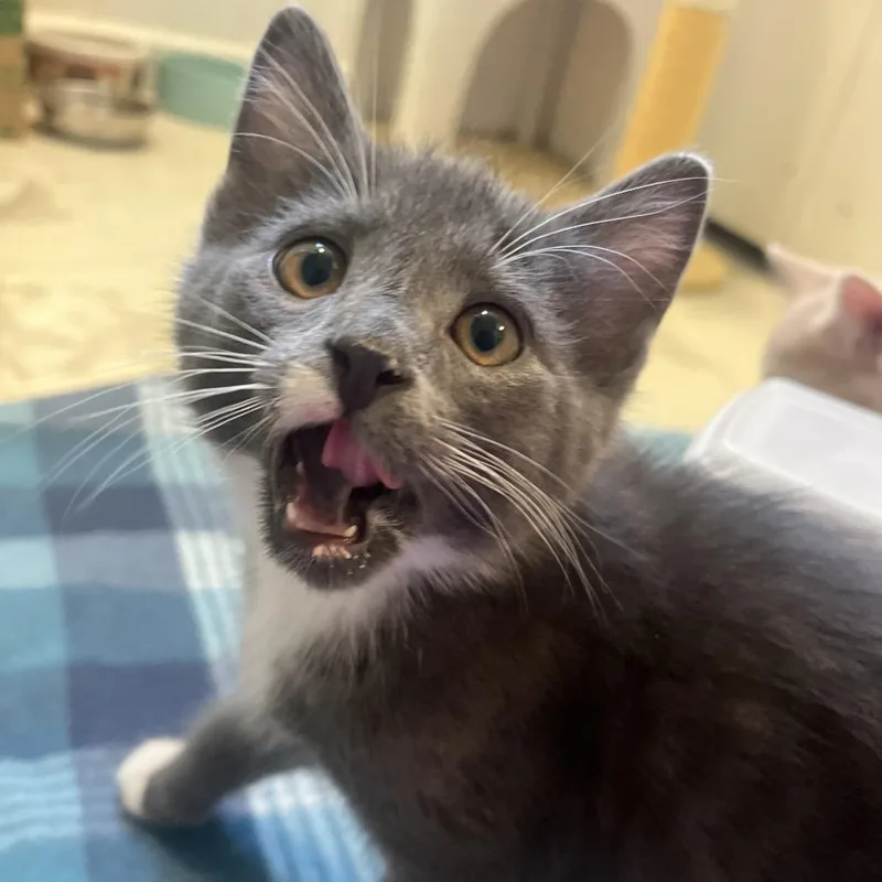 A baby small-sized male Gray / Blue / Silver Domestic Short Hair cat named Taquito for adoption in La Grange, KY