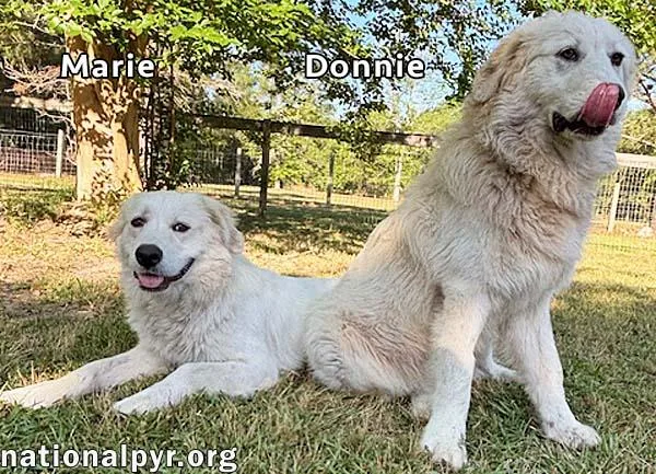 Donnie & Marie In thumbnail 2