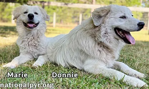 Donnie & Marie In thumbnail 3