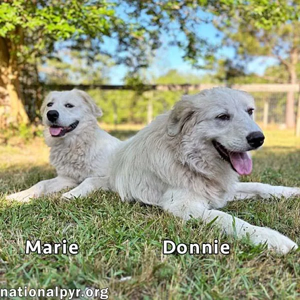 A young large-sized male White / Cream Great Pyrenees dog named Donnie & Marie In for adoption in Beacon, NY