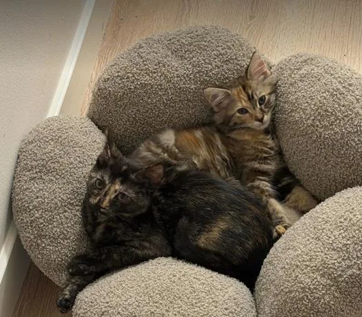 A baby medium-sized female Torbie cat named Toto for adoption in oceanside, CA